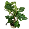 Kép 2/4 - Philodendron_squamiferum