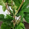 Kép 3/4 - Philodendron_squamiferum