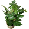 Kép 4/4 - Philodendron_squamiferum