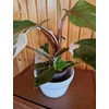 Kép 2/3 - philodendron_white_wizard_