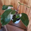 Kép 3/3 - philodendron_white_wizard_