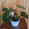 Kép 1/3 - philodendron_white_wizard_