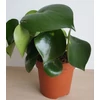 Kép 1/4 - Peperomia polybotrya (Törpebors faj)