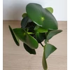 Kép 2/4 - Peperomia polybotrya (Törpebors faj)