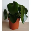 Kép 4/4 - Peperomia polybotrya (Törpebors faj)