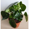 Kép 3/4 - Peperomia polybotrya (Törpebors faj)