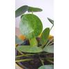 Kép 6/6 - pilea_mojito_1