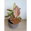 Kép 2/2 - Syngonium podophyllum pink nyíllevél