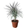 Kép 1/3 - senecio