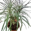 Kép 3/3 - senecio