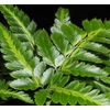 Kép 1/2 -  Rumohra Adiantiformis 'variegata'