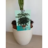 Kép 3/7 - schefflera_nora_