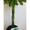 Kép 4/7 - schefflera_nora_