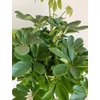 Kép 7/7 - schefflera_nora_