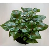 Kép 1/2 - syngonium_maria_1