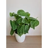 Kép 1/4 - Syngonium Macrophyllum ‘Frosted Heart’ – Syngonium ‘Ice Frost’