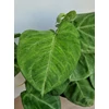 Kép 2/4 - syngonium_ice_frost_