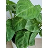 Kép 3/4 - syngonium_ice_frost_