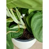 Kép 4/4 - syngonium_ice_frost_