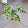 Kép 1/4 - Syngonium_podophyllum_Mottled_Mojito