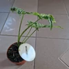 Kép 2/4 - Syngonium_podophyllum_Mottled_Mojito