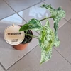 Kép 3/4 - Syngonium_podophyllum_Mottled_Mojito