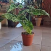 Kép 4/4 - syngonium_mojito_