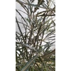 Kép 4/4 - tenyeraralia_1