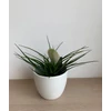 Kép 2/5 - Fehér szakállbromélia ‘bianchini’ (Tillandsia cyanea ‘bianchini’)