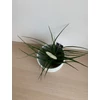 Kép 3/5 - Fehér szakállbromélia ‘bianchini’ (Tillandsia cyanea ‘bianchini’)