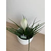 Kép 4/5 - Fehér szakállbromélia ‘bianchini’ (Tillandsia cyanea ‘bianchini’)