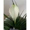Kép 5/5 - Fehér szakállbromélia ‘bianchini’ (Tillandsia cyanea ‘bianchini’)