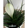 Kép 1/5 - Fehér szakállbromélia ‘bianchini’ (Tillandsia cyanea ‘bianchini’)