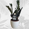 Kép 1/7 - Zamioculcas Raven Black Zamiifolia