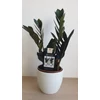 Kép 2/7 - Zamioculcas Raven Black Zamiifolia