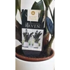 Kép 3/7 - Zamioculcas Raven Black Zamiifolia