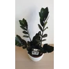 Kép 4/7 - Zamioculcas Raven Black Zamiifolia