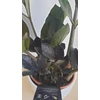 Kép 5/7 - Zamioculcas Raven Black Zamiifolia