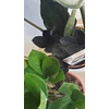 Kép 6/7 - Zamioculcas Raven Black Zamiifolia