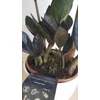 Kép 7/7 - Zamioculcas Raven Black Zamiifolia