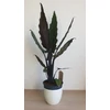 Kép 1/5 - Alocasia Lauterbachiana