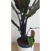 Kép 2/5 - Alocasia_Lauterbachiana_1
