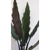 Kép 3/5 - Alocasia_Lauterbachiana_1
