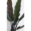 Kép 5/5 - Alocasia_Lauterbachiana_1