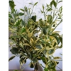 Kép 3/3 - Calamondin variegata