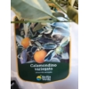 Kép 1/3 - Calamondin variegata