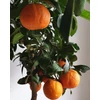 Kép 1/4 - Limetta Rossa vörös citrom