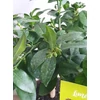 Kép 3/3 - Zöld lime - citrus aurantiifolia