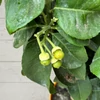 Kép 2/3 - Citrus Bergamot - Bergamot narancs