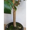Kép 2/5 - Lunario Citromfa 80-100 cm magas
